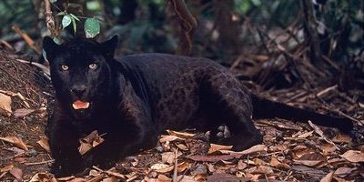 Emma y el jaguar negro: concienciar del maltrato animal con una fantasía familiar