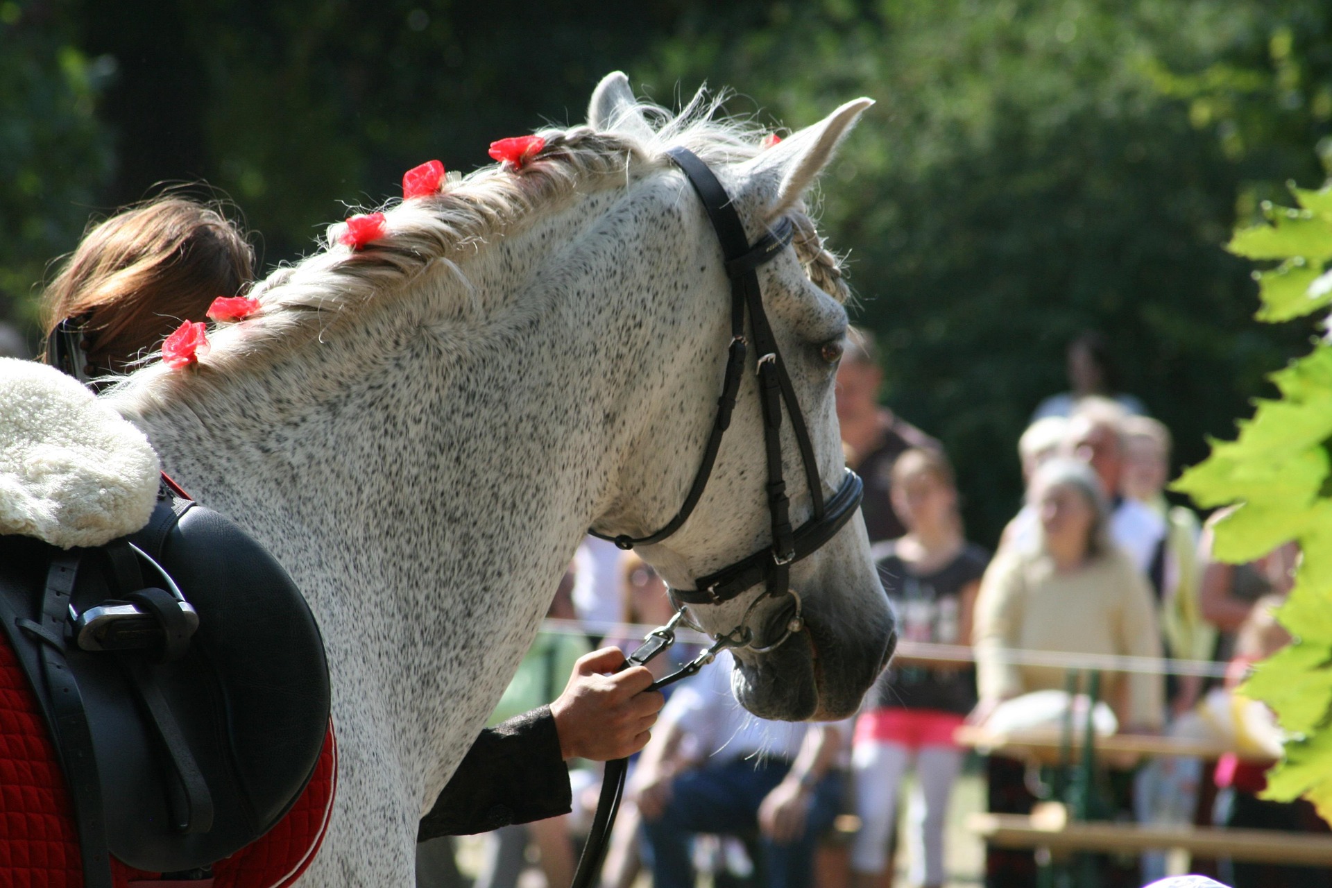 La Feria del Caballo regresa a Fuentepelayo en su 40.ª edición