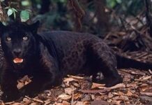 Emma y el jaguar negro: concienciar del maltrato animal con una fantasía familiar