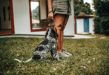 El impacto de las mascotas en la salud mental de sus dueños