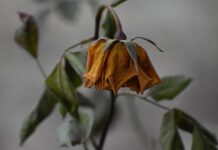 Valladolid rinde homenaje a Francisco Umbral con un encuentro sobre «Mortal y Rosa»