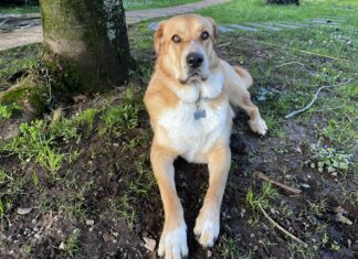 La mejor raza es la adoptada