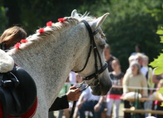 La Feria del Caballo regresa a Fuentepelayo en su 40.ª edición